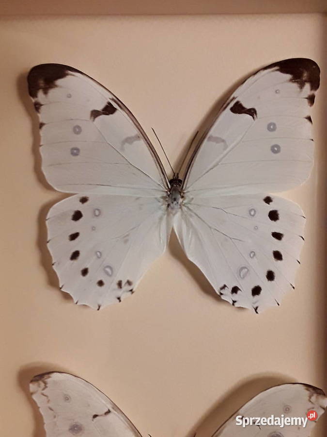 Motyle w ramce Morpho luna i Morpho Polyphemus Szczecin