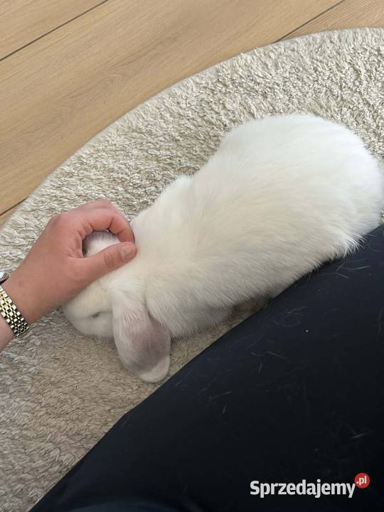 Krolik klatka i osprzęt Gryzonie