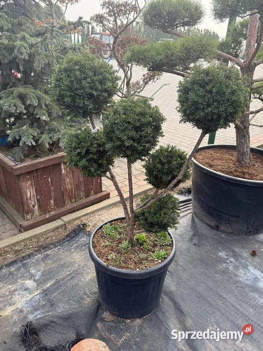 CHOINKI Świerk Jodła donica cięte RYDZYNY łódzkie