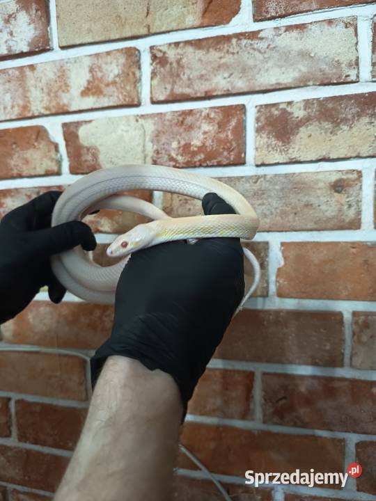 Wąż zbożowy samica Elbląg