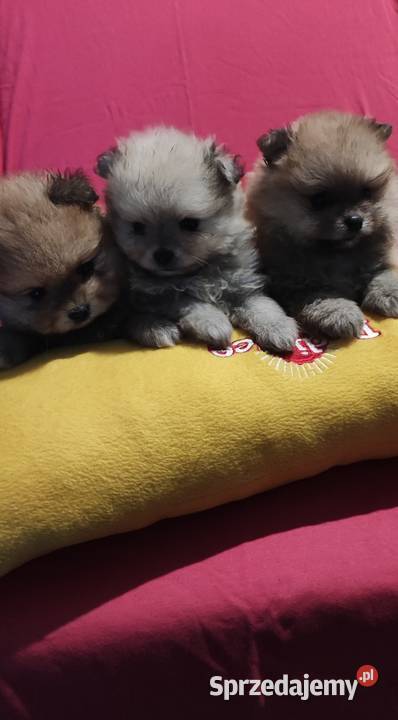 Pomeraniany szczenięta Bolesławiec