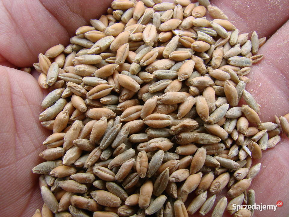 Sprzedam mieszanka żytopszenżyto Oborniki