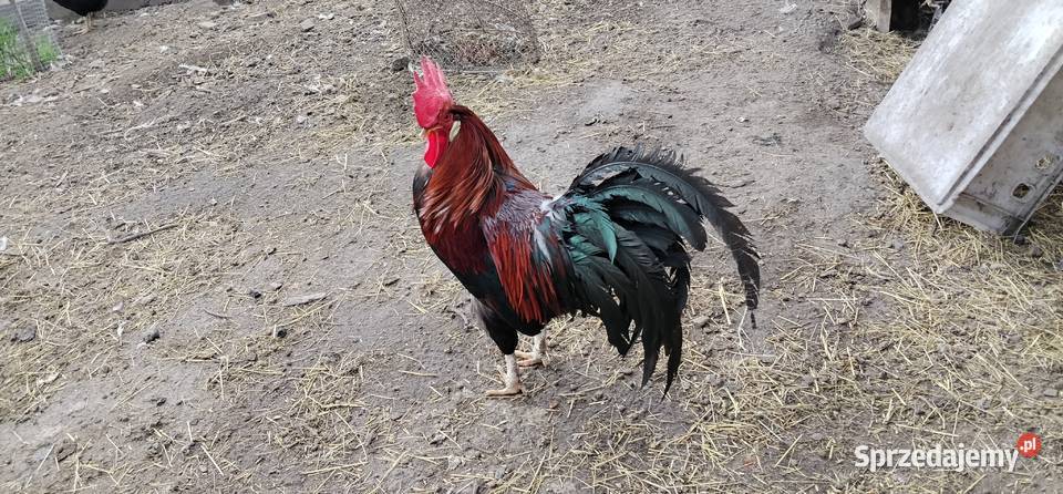 Koguty włoszki legbar 25r Drób i ptactwo Pruchna