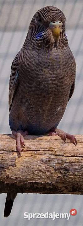 papużka falista blackface