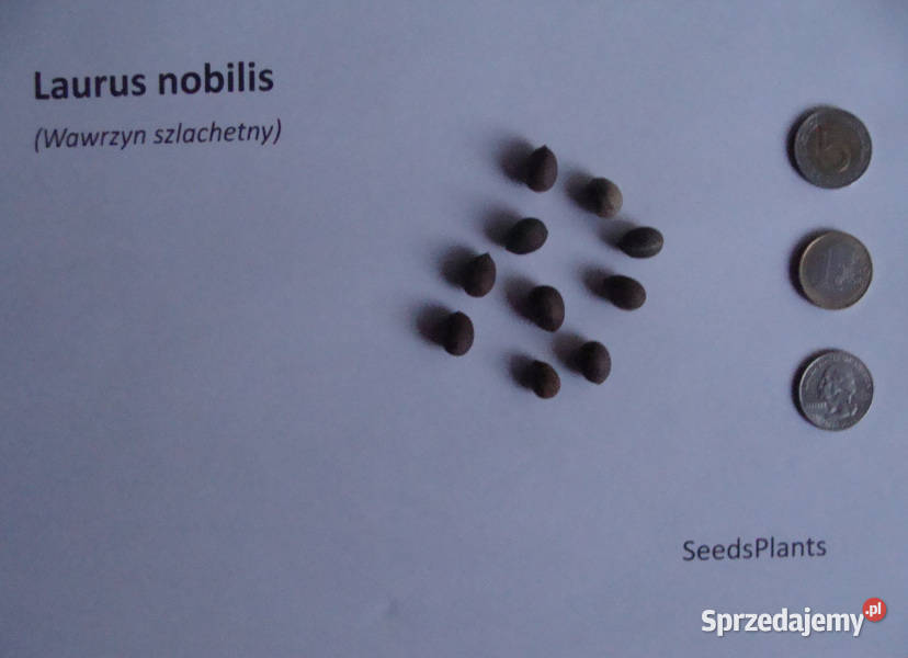 WAWRZYN SZLACHETNY Laurus nobilis NASIONA 150 Lubanie