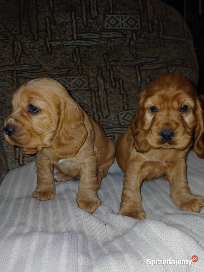Śliczne Szczenięta Cocker Spaniel Angielski