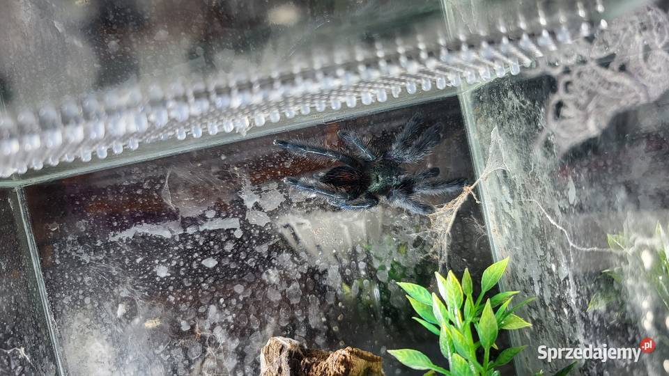 Coribena versicolor Włocławek