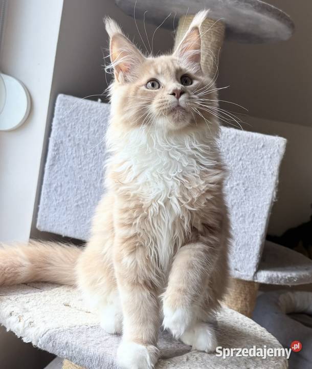 Maine Coon Rudo biały