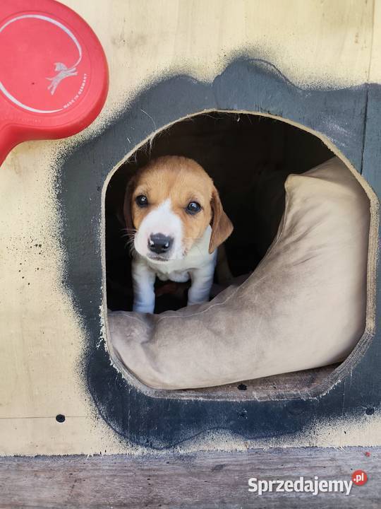 Szczeniaki Jack Russell terrier Marynki
