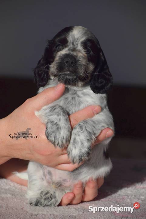 Cocker Spaniel AngielskiPiesek o Imieniu Nowy Sącz sprzedam