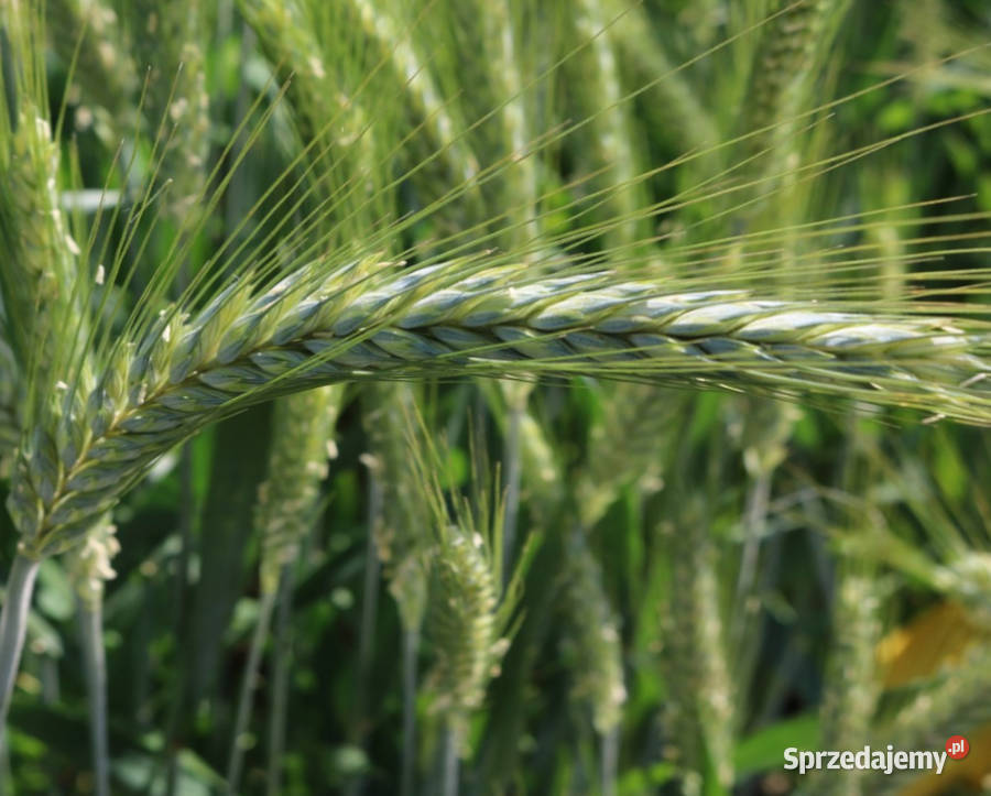 Pszenżyto ozime Panaso Tributo materiał siewny Gostyń