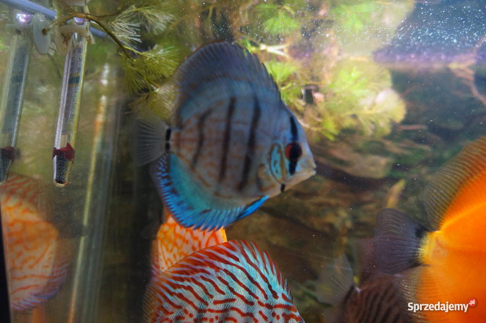 Paletki młode i dorosłe Lublin