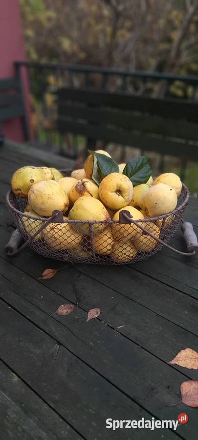 Pigwa Drawsko Pomorskie