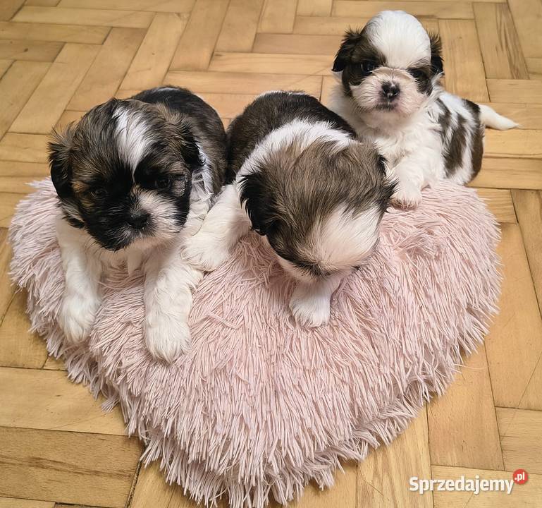 Szczenięta shih tzu z rodowodem