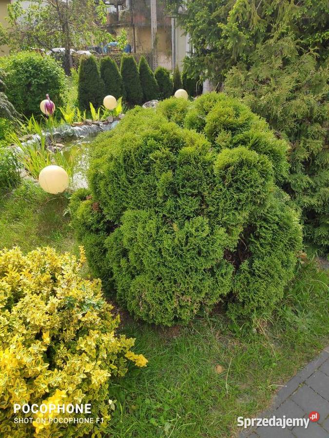 Przycinanie bonsai ciecie strych krzewów pod Chęciny
