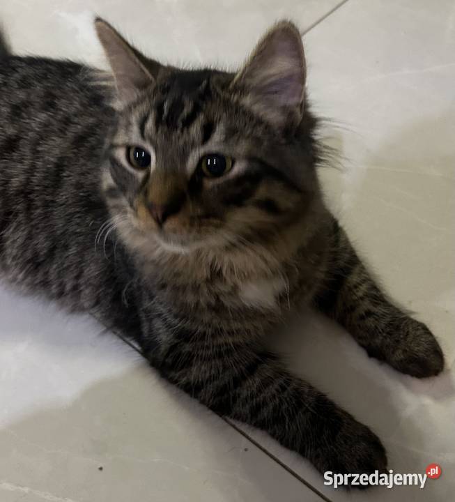 Rodowodowe kotki syberyjskie Świerzna