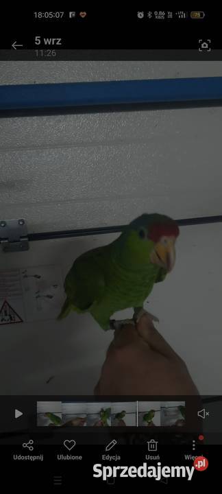 Amazonka Krasnogłowa Viridigenalis ręcznie małopolskie Kraków