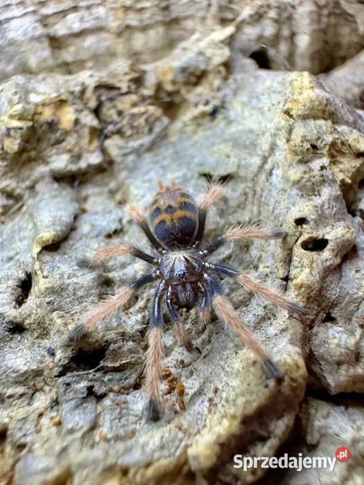 Rzadkie ptaszniki Kraków