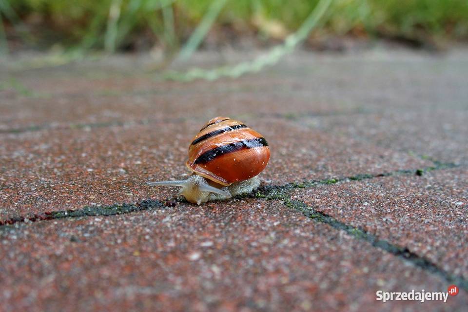 Olympus Stylus 1 12 Mpix f28 107 x zoom opt RAW łódzkie Pabianice