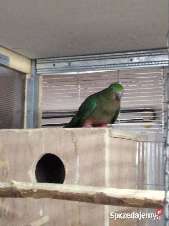 Szkarłatka sprzedam samica Świerklany