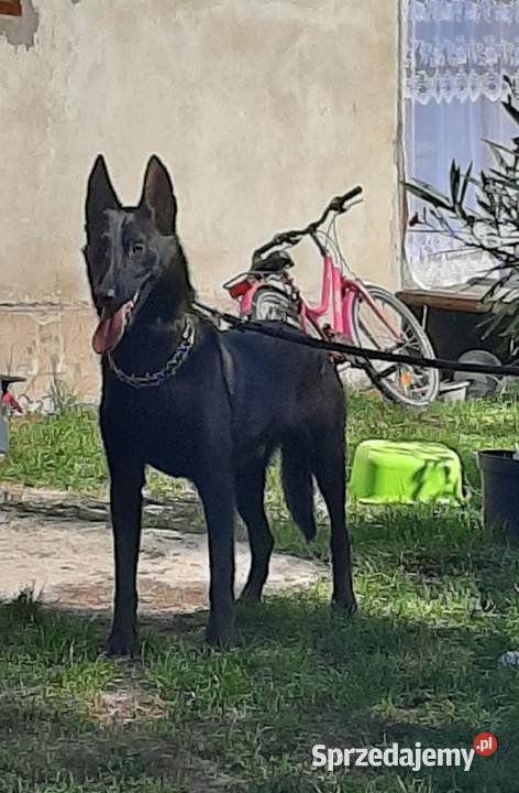 Malinois Owczarek Bukowno sprzedam