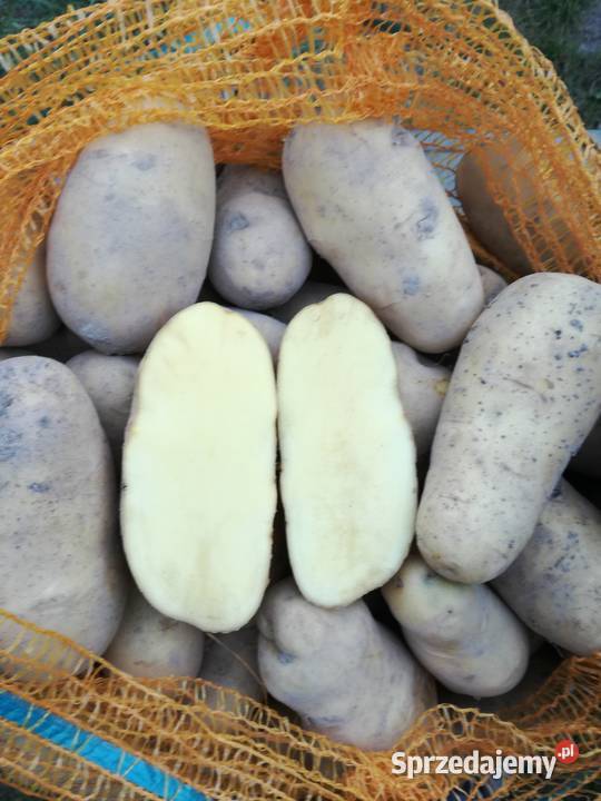 Ziemniaki aster żółty Wojsławice