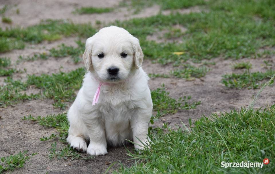 Golden Retriever szczenięta ZKWP FCI Łochów