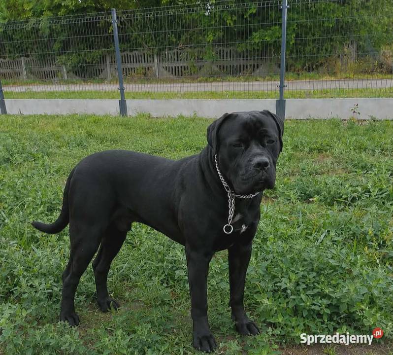 Cane Corso Reproduktor Łuków
