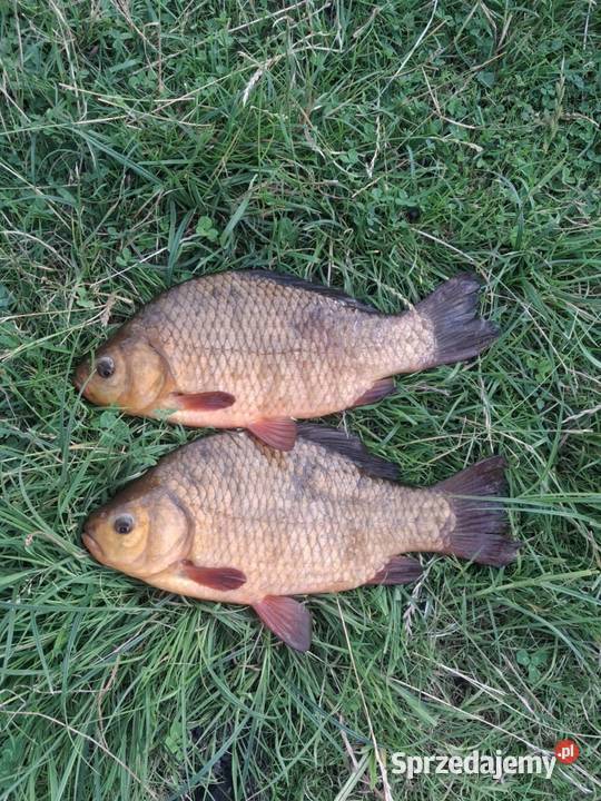 Złoty karaś tarlaki Płużnica