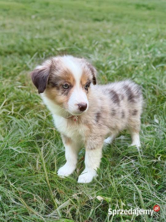 CIRI suczka Border Collie Red merle Tricolor Limanowa sprzedam
