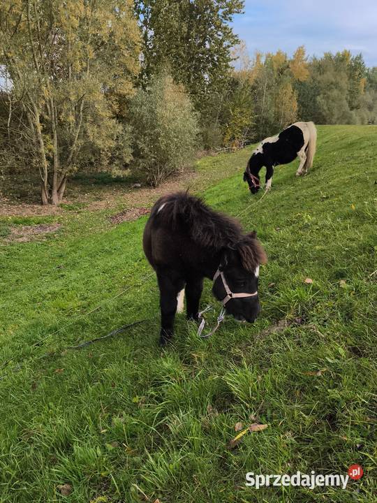 Kucyki matka i córka Gawłuszowice sprzedam