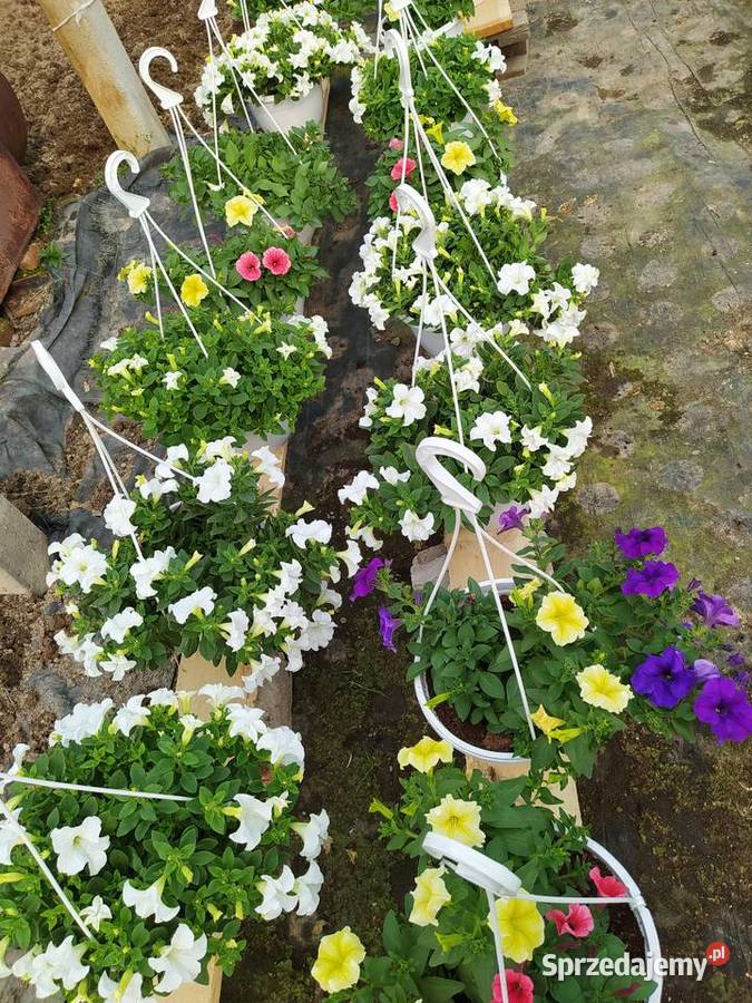 Pelargonie begonie surfinie i inne Krynice