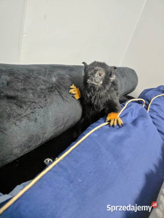 Tamaryna złotoręka Zduny