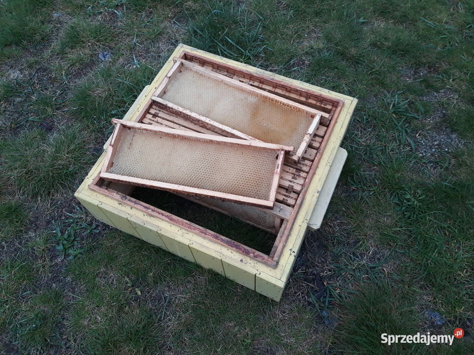 Susz pszczeli ramka hofmanowska12 Dadanta Klucze