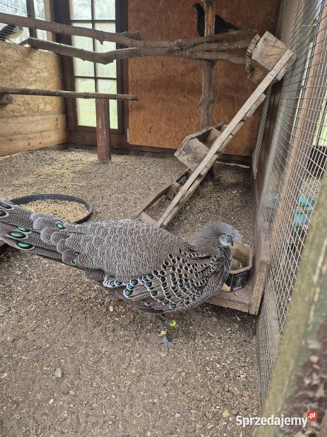 Sprzedam samca bażanta wieloszpona Ptaki Raków sprzedam