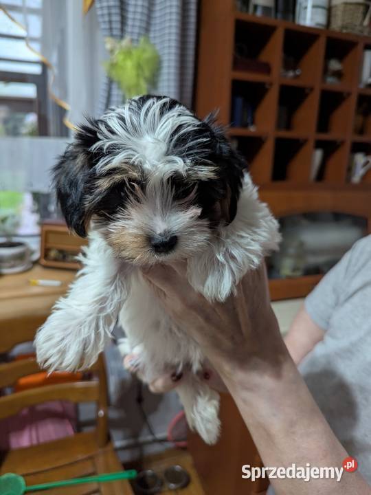 York terrier biewer Sieradz