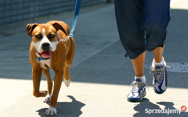 Psia Niania Dog Walker Wieluń sprzedam