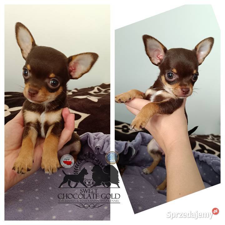 Chihuahua krótkowłosa czekoladowa suczka rodowód Bełchatów