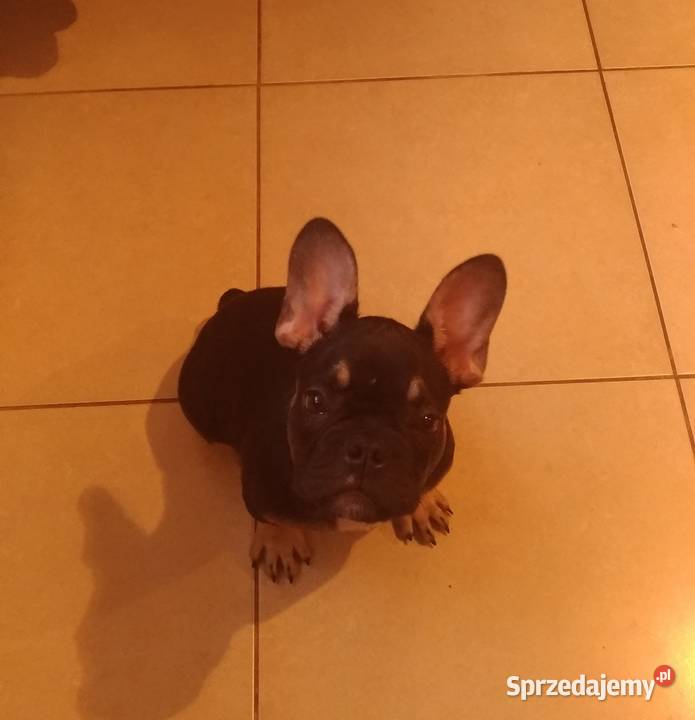 Buldog francuski 4 miesięczna suczka Radom