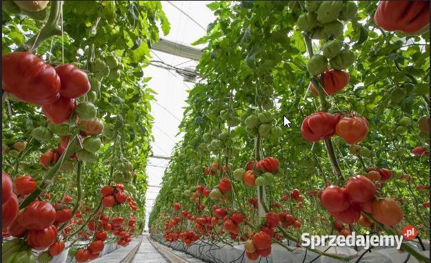 POMIDOR CORAZON rozsada sadzonka Jelenia Góra