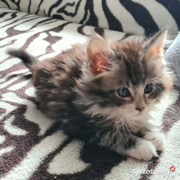 Kociaki szukają nowego domu opolskie Opole