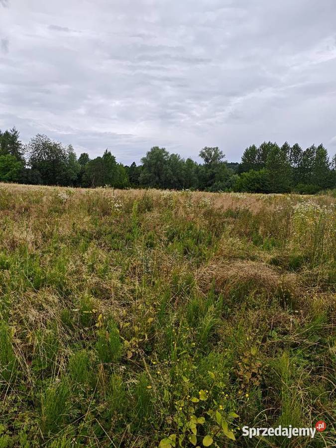 Wydzierzawie działkę Kielnarowa 30 arów sprzedam