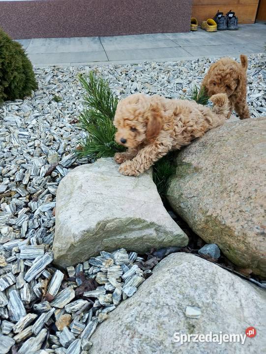 Cudowne Pudle Toy Red Boreczek