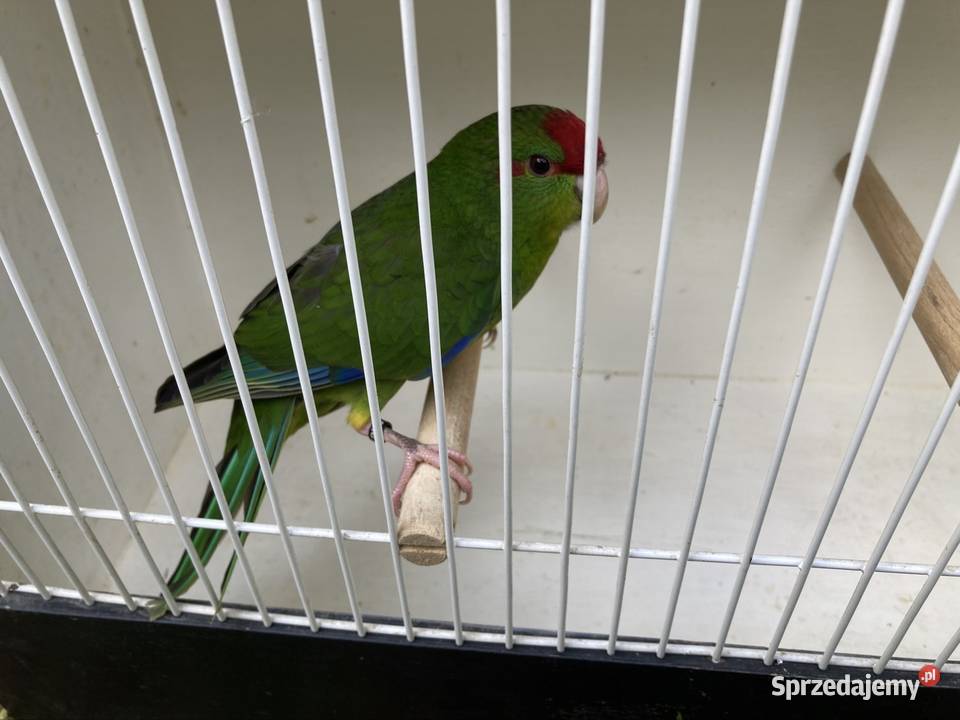 Modrolotki Ptaki Orzesze