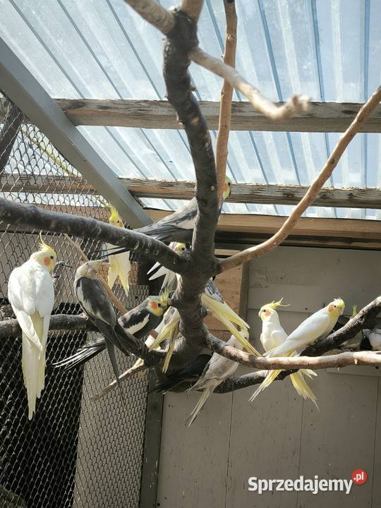 Papugi różne rodzaje Lisia Góra sprzedam