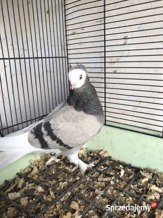 Mewka gołębie ozdobne Ptaki Przeginia