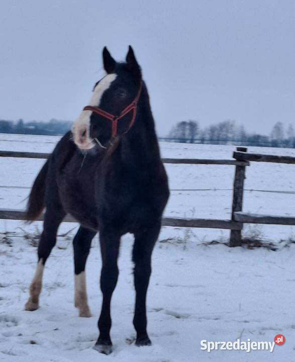Sprzedam ogierka Jabłoń