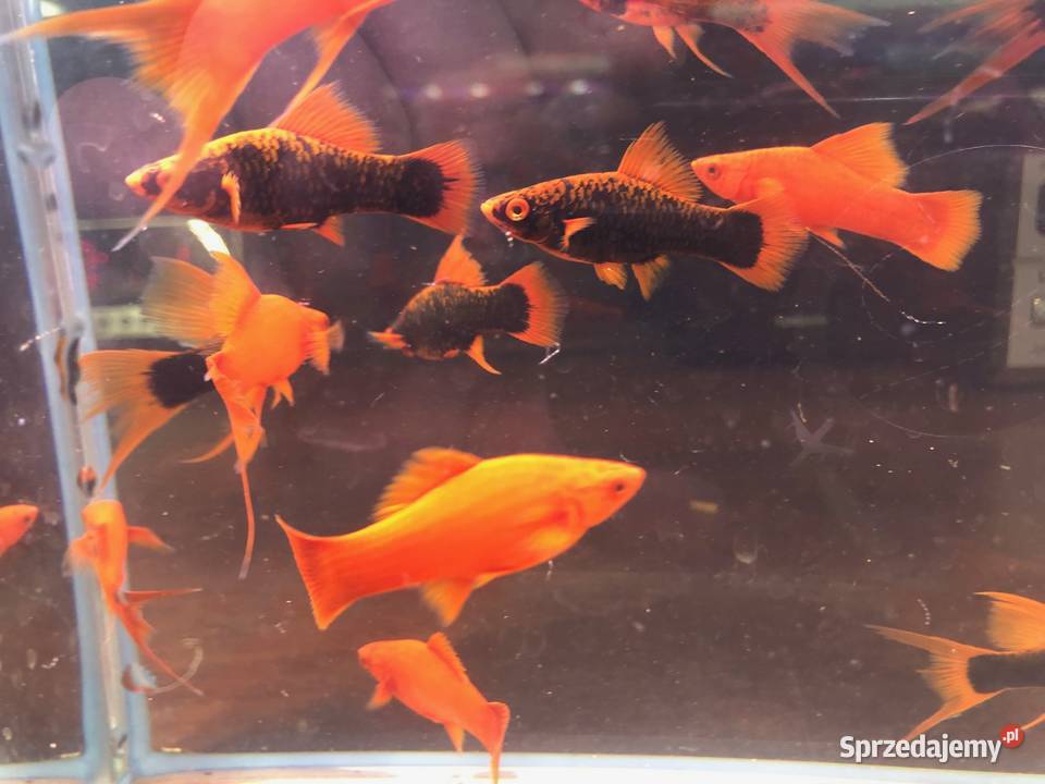 Alpha Mieczyk Red Ruby Justynów