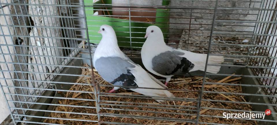 Orliki lubelskie siwe boki lubelskie Tokarówka