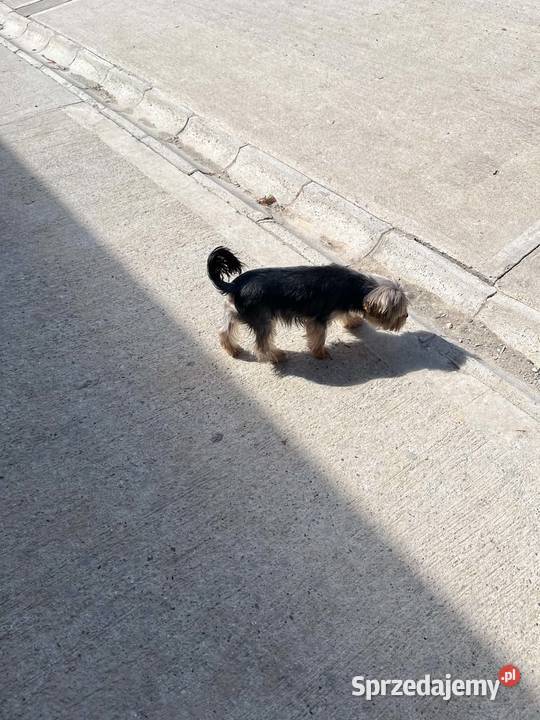 yorkshire terrier pies York Skalbmierz